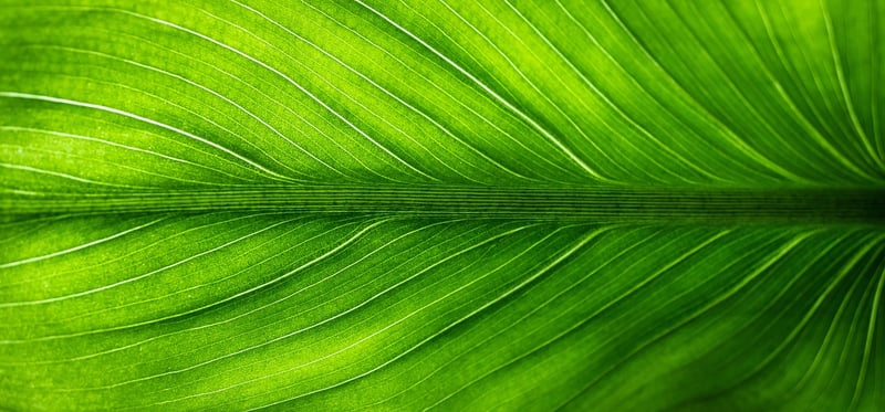 Eco-Friendly Goods